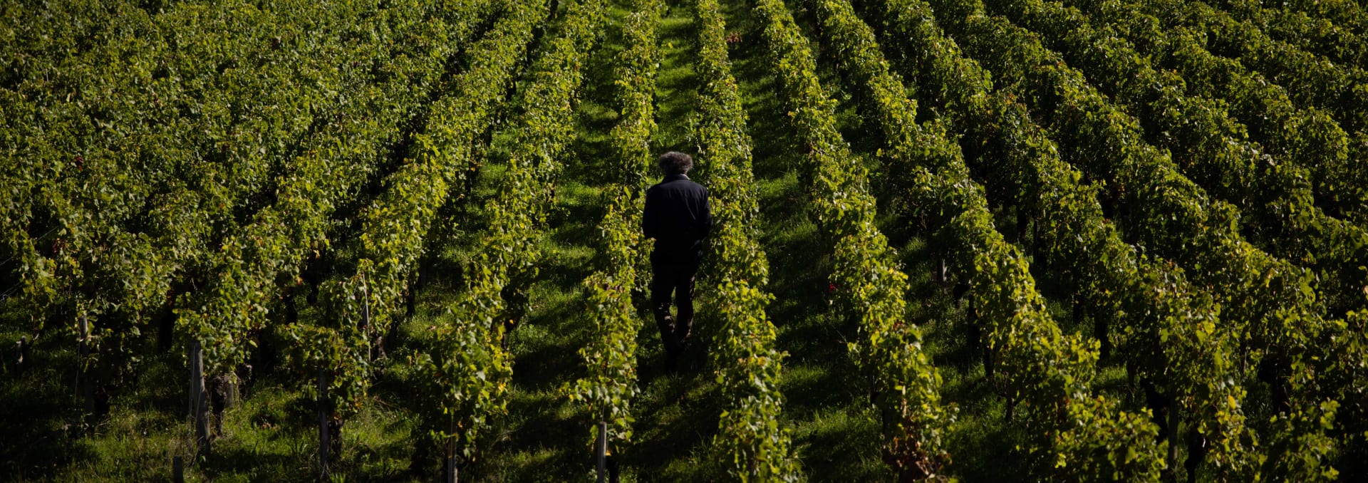 Chateau Lascombes