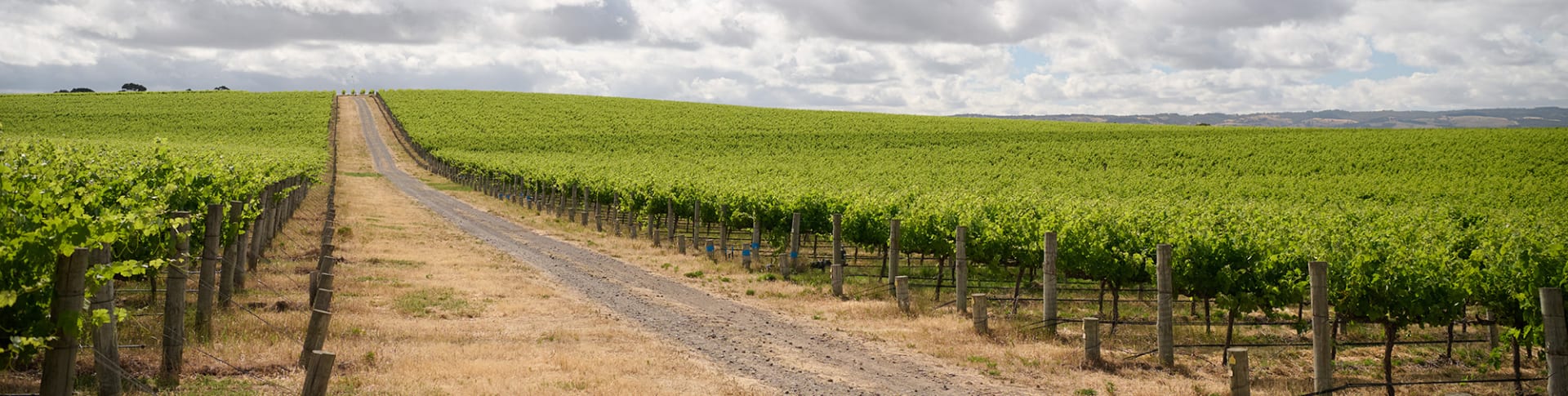 Penfolds Wines