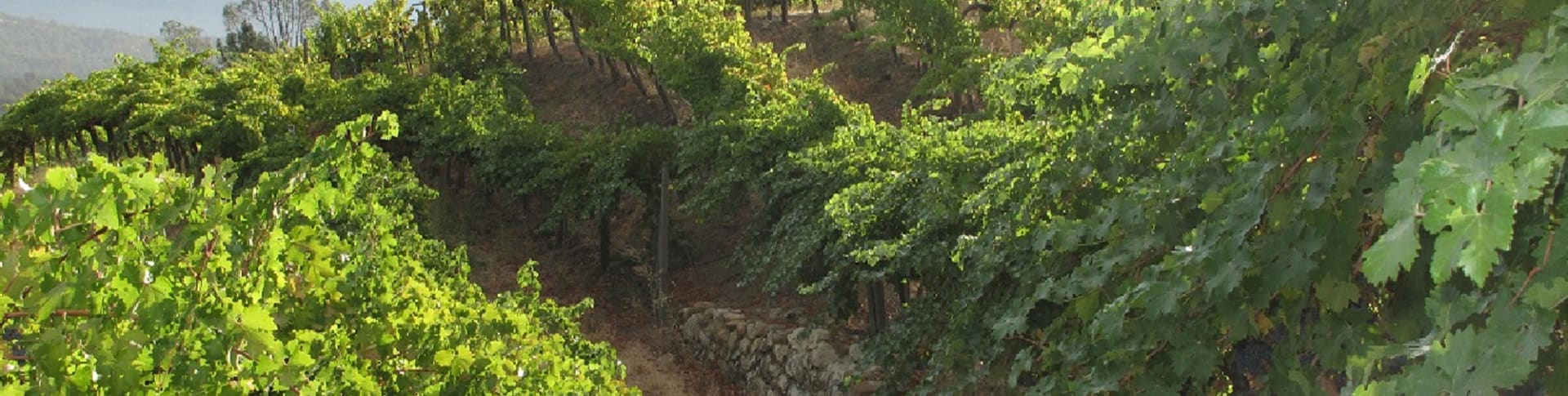 Emblem by Michael Mondavi