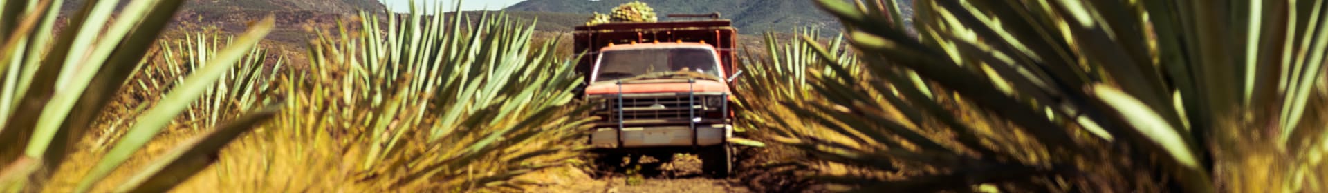 Mezcal Los Siete Misterios