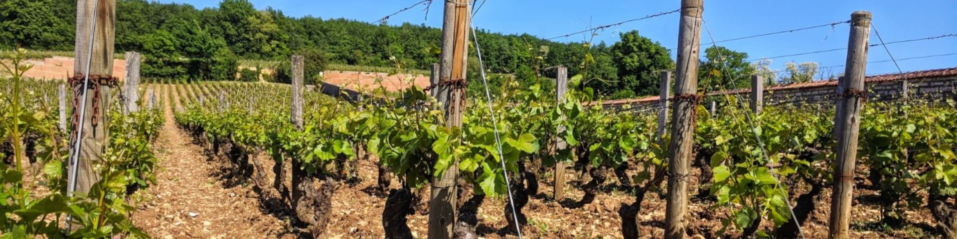 【希少】Patrice Rion Nuits-Saint-es2021 Patrice Rion Wine - Learn About & Buy Online | Wine.com