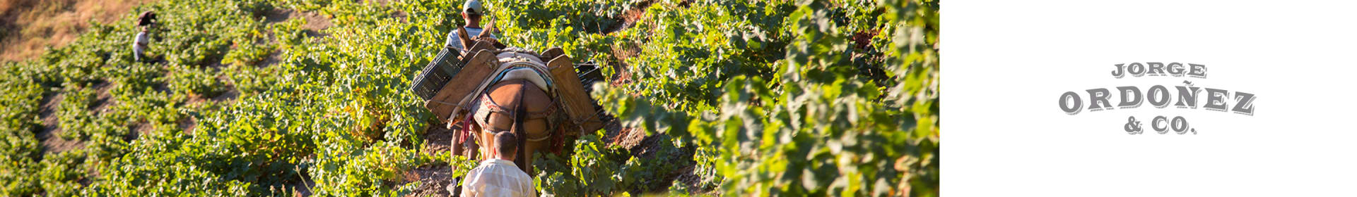 Bodegas Jorge Ordonez Malaga