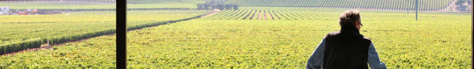 Dominus Estate 2013