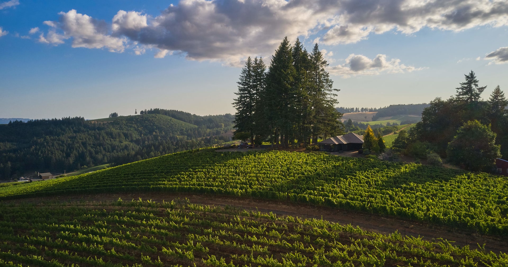Prince Hill Vineyards