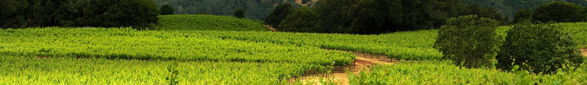 Chappellet Pritchard Hill Estate Vineyard Cabernet Sauvignon 2021