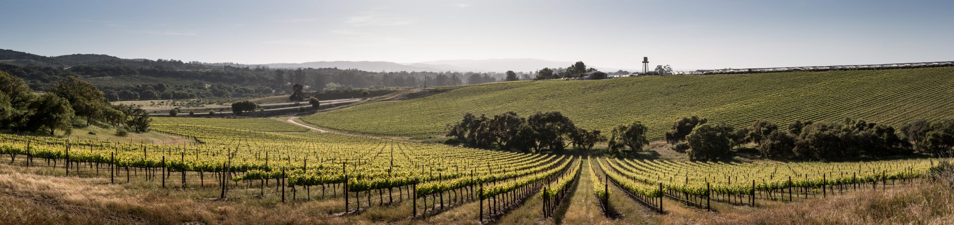 Solomon Hills Estate