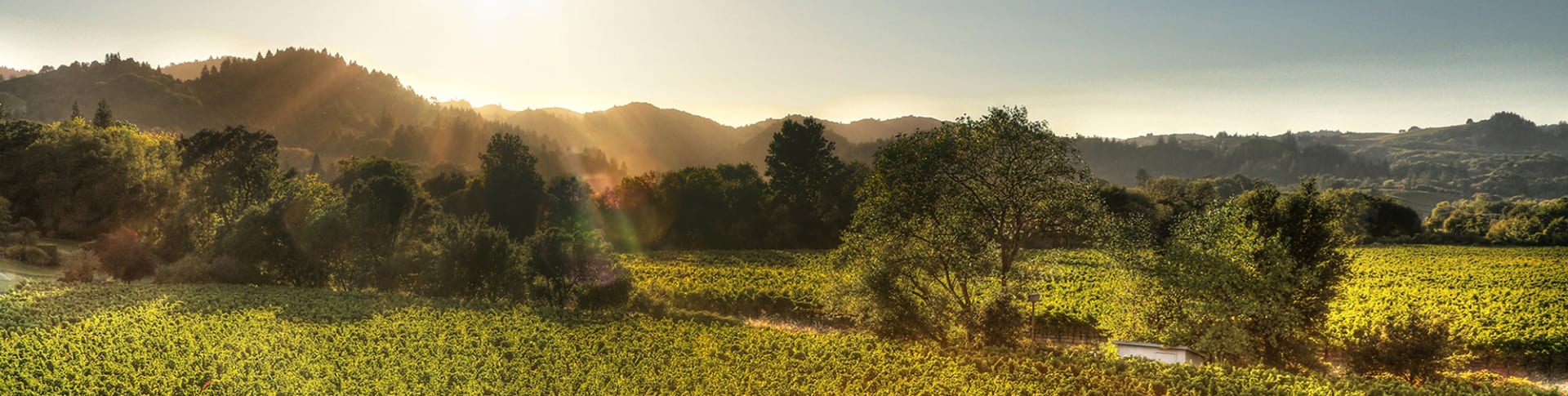 Dry Creek Vineyard