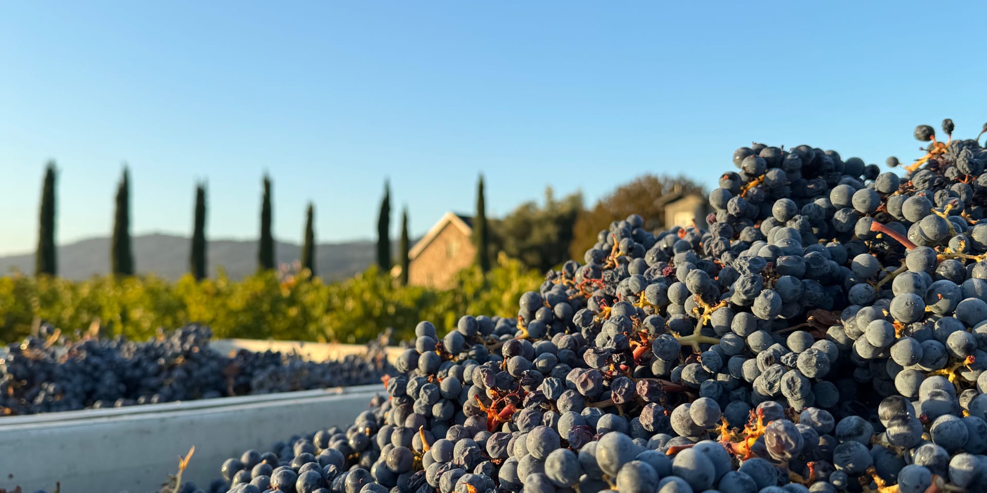 Grand Napa Vineyards