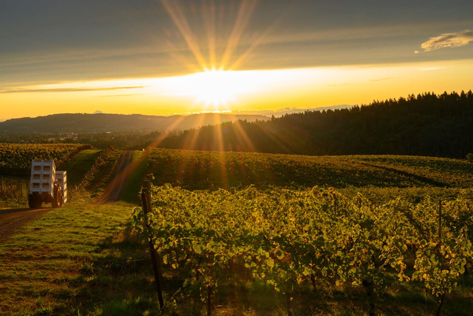 Purple Hands Haakon/Lenai Vineyard Pinot Noir 2023 | Wine.com