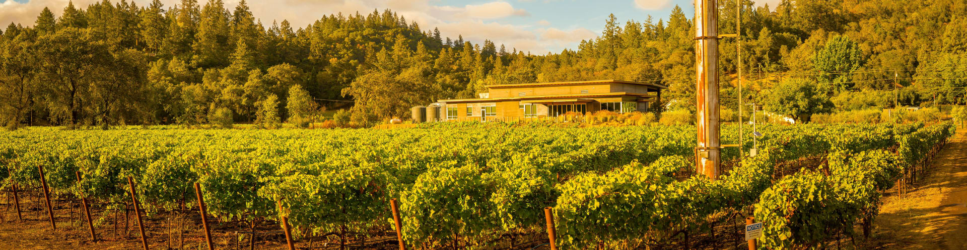 Titus Vineyards