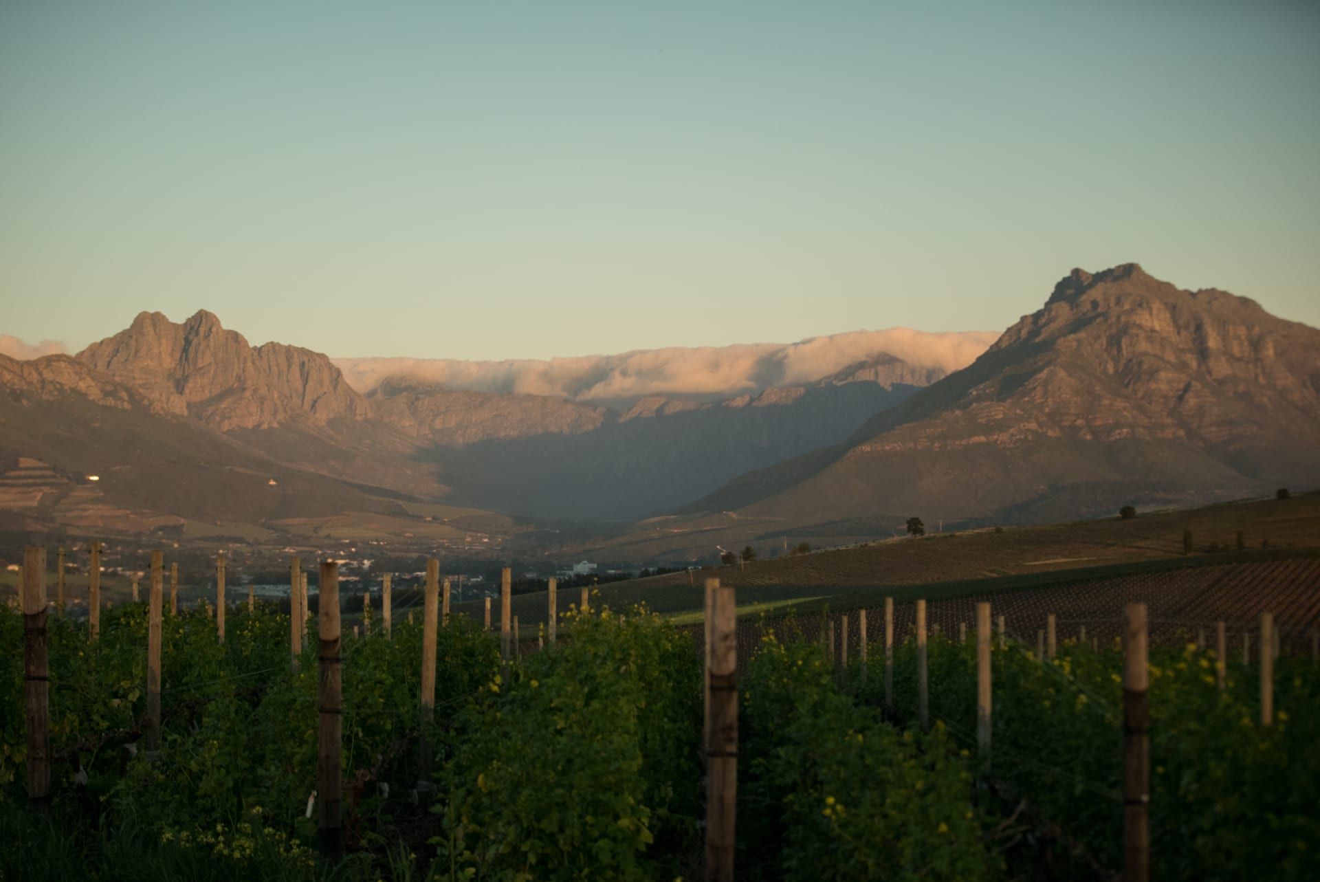 Botanica Wines