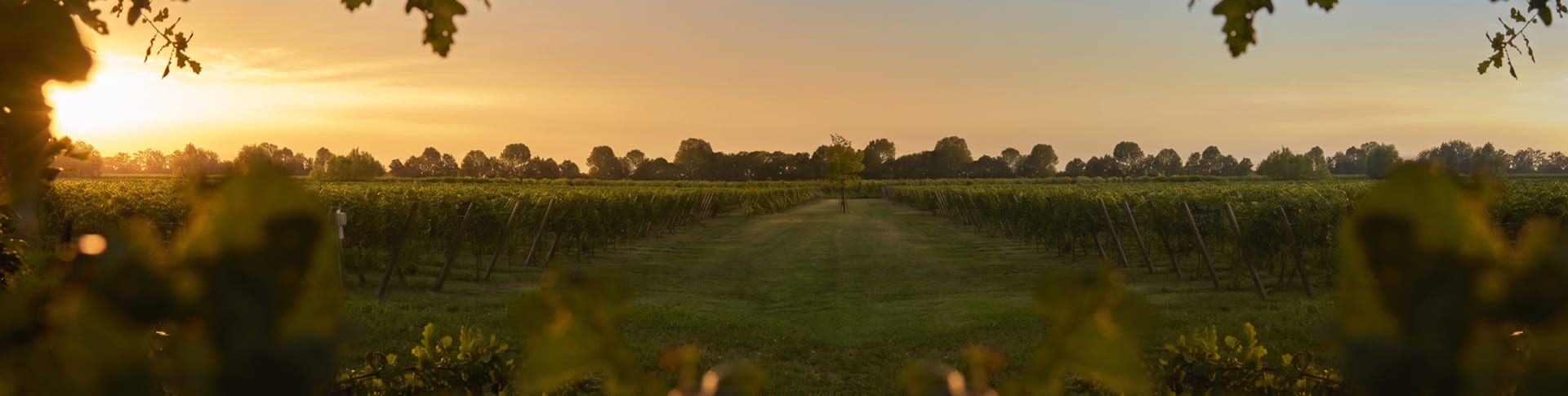 Tenuta Polvaro