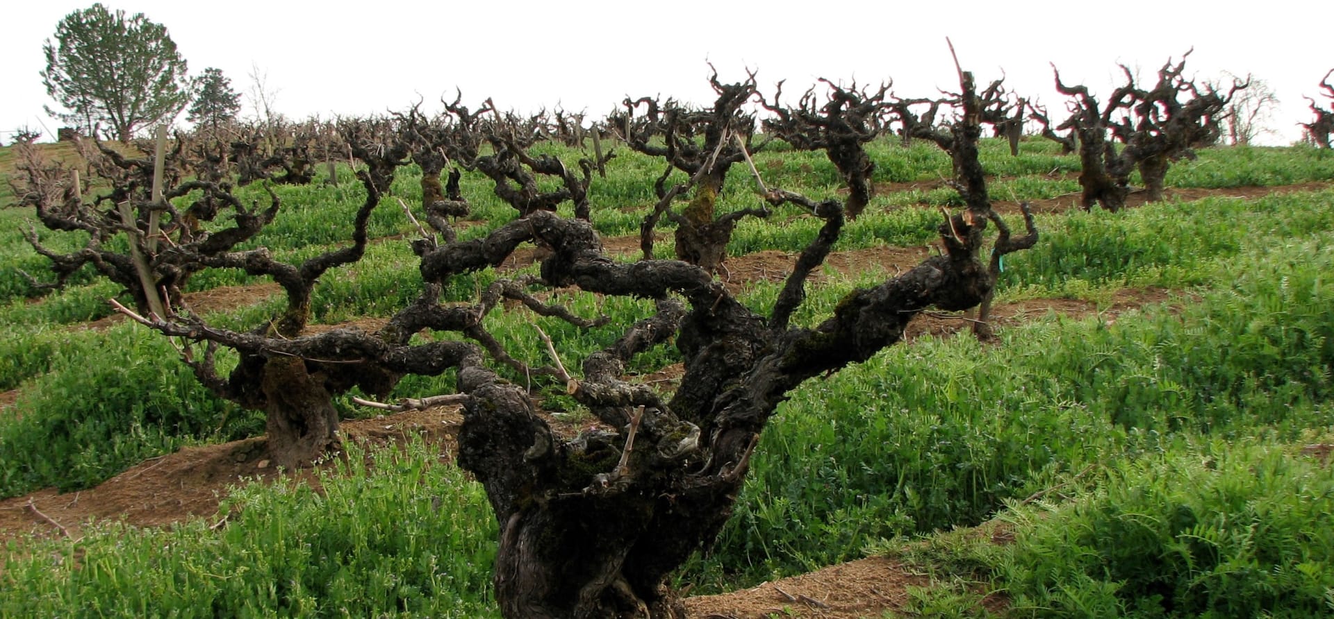 Scott Harvey Vineyard 1869 Old Vine Zinfandel 2019 | Wine.com