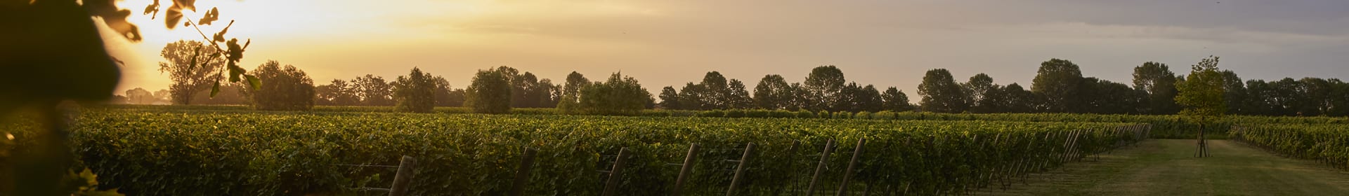 Tenuta Polvaro