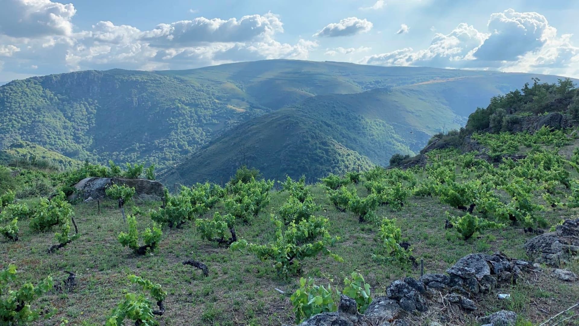 Bodegas Virgen del Galir