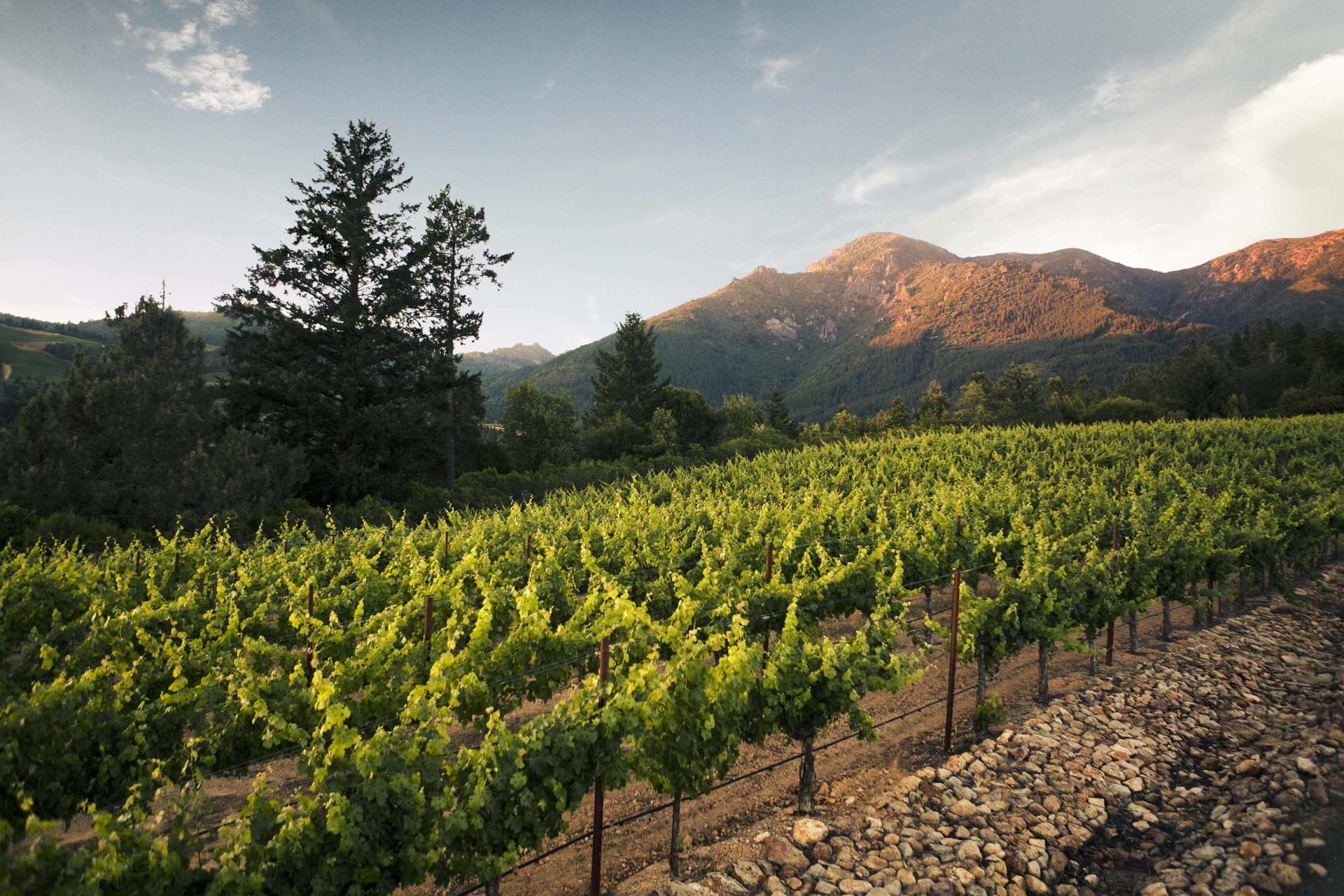 Anakota Helena Dakota Vineyard Cabernet Sauvignon 2019