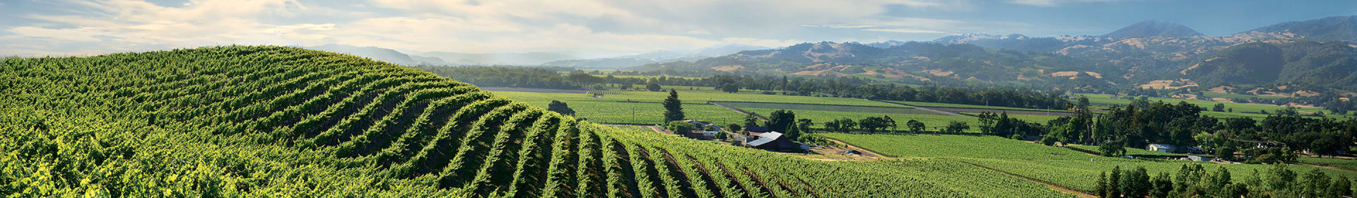 Rodney Strong Vineyards