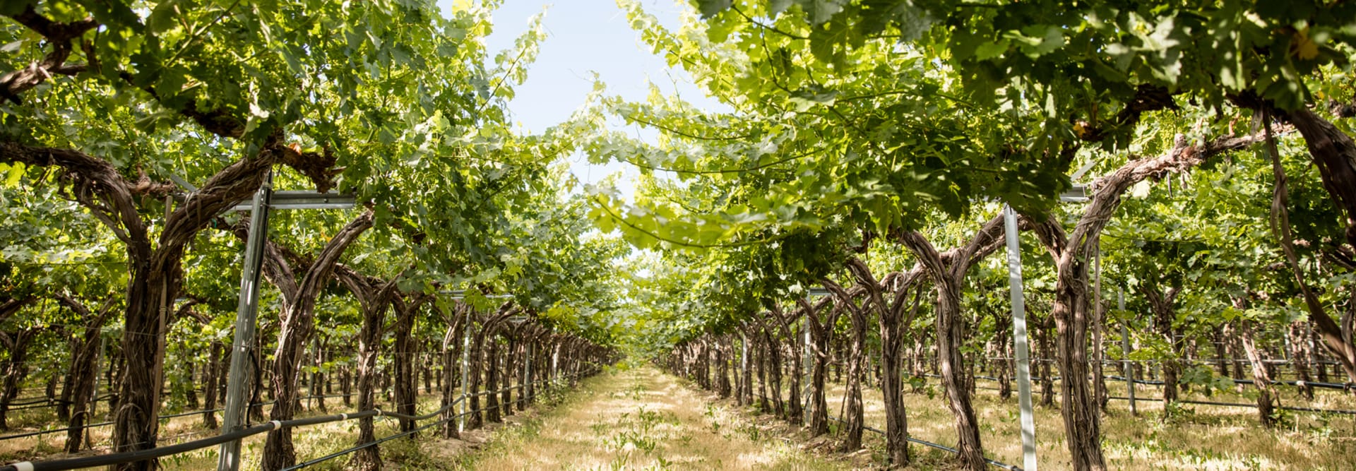 Seven Hills Winery