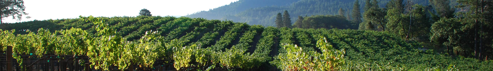 Oberon Merlot 2017