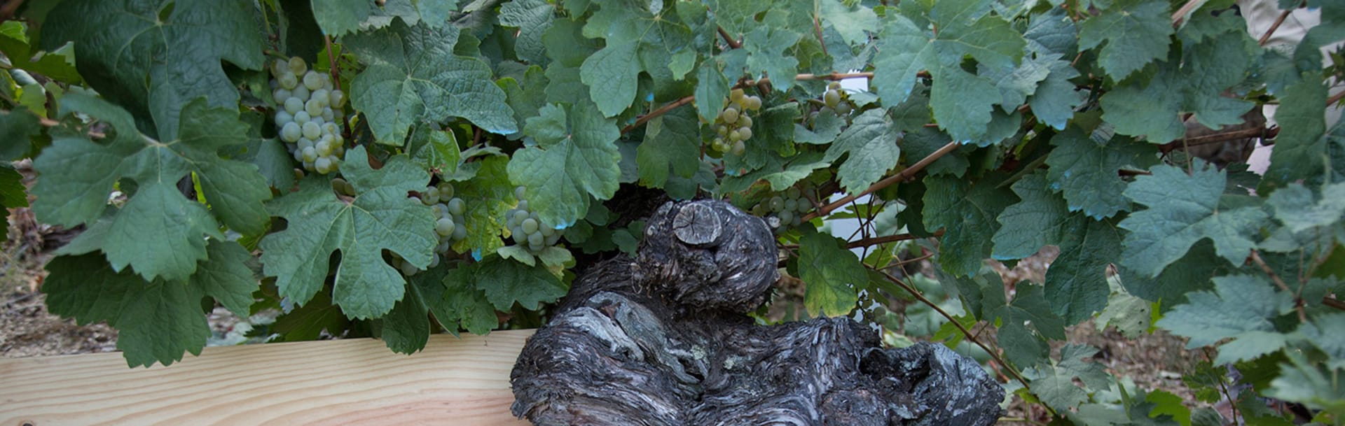 Bodegas Avancia