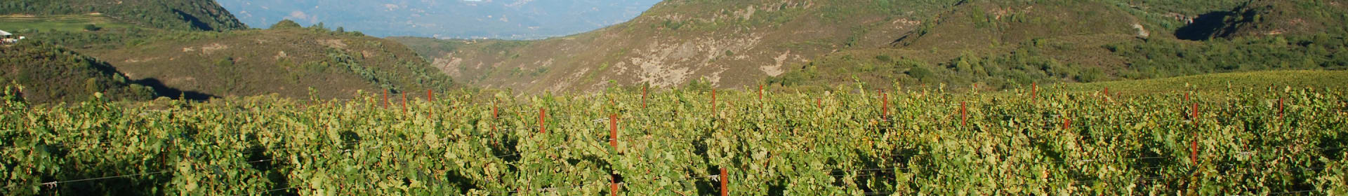 Animo by Michael Mondavi