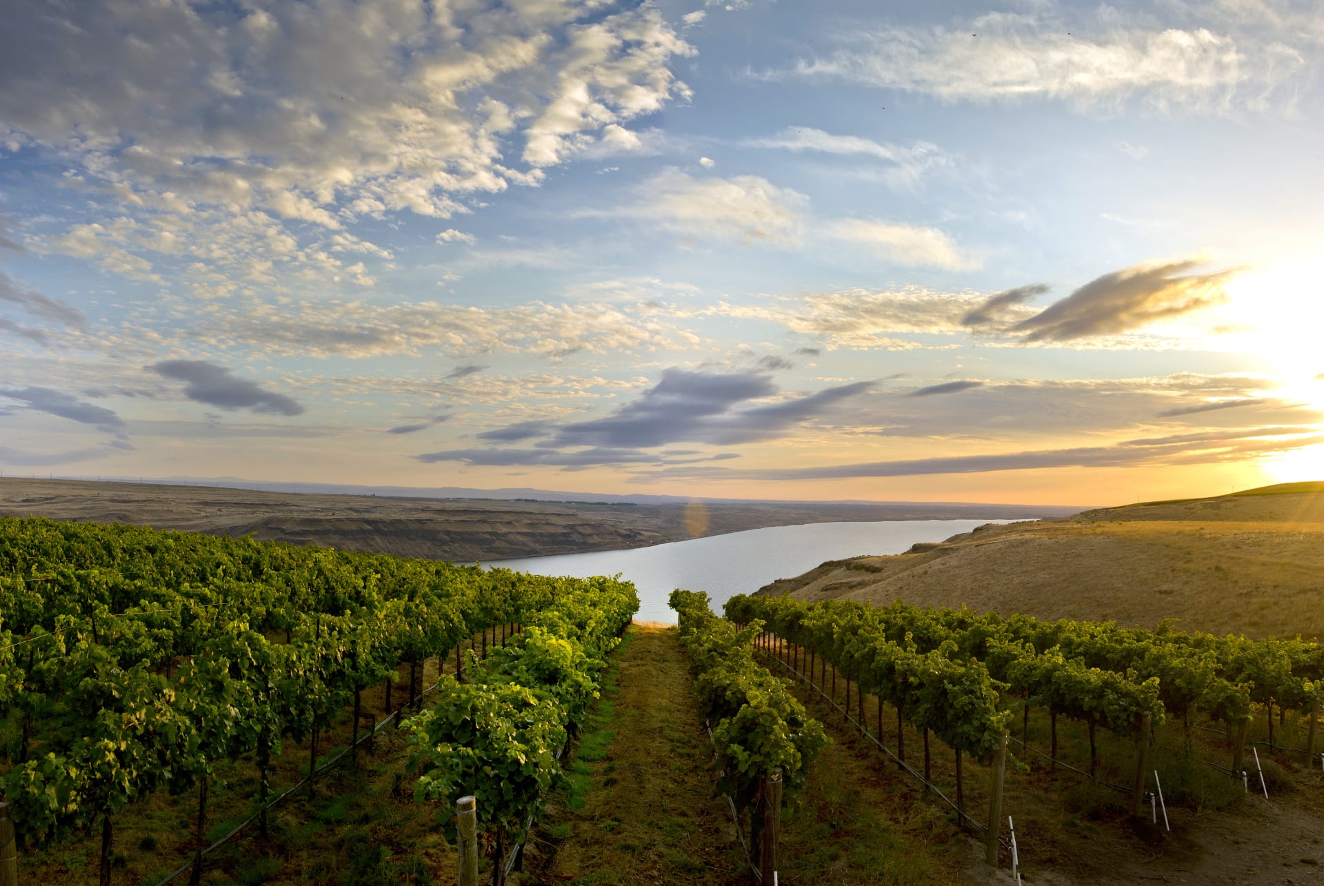 Long Shadows Vintners