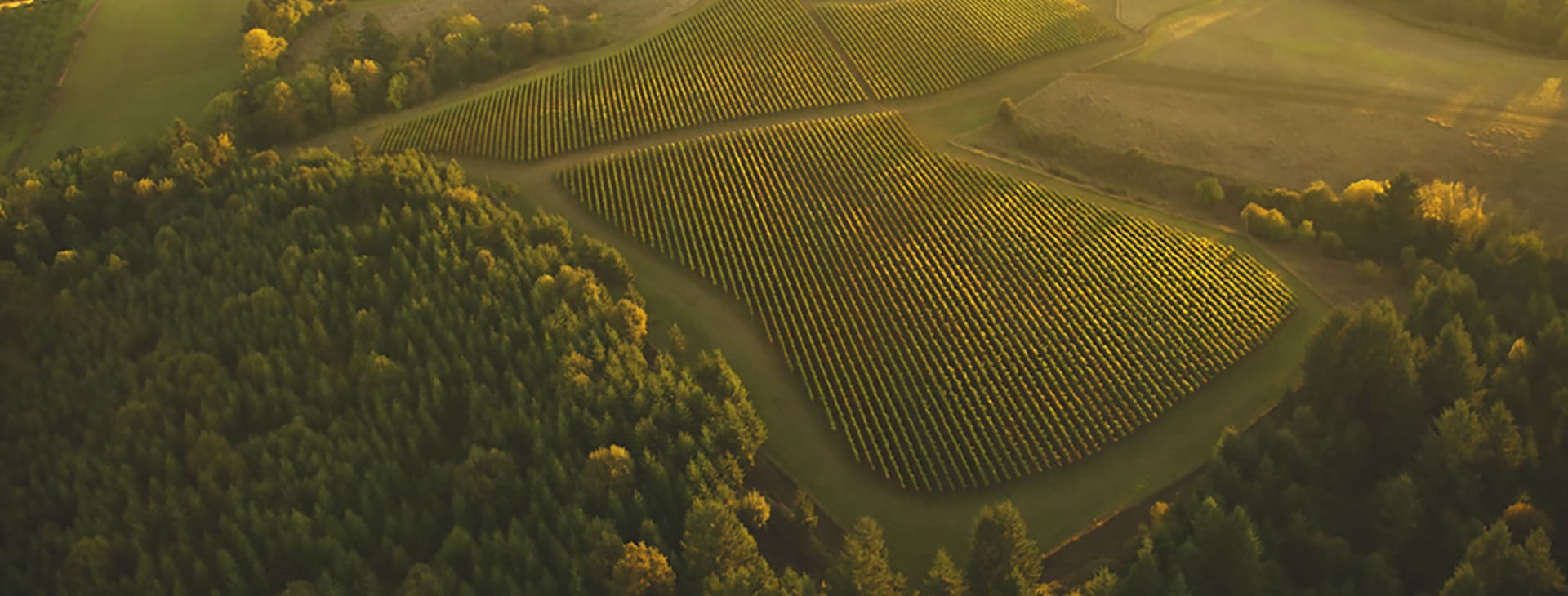 Soter Vineyards