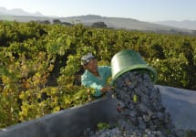 Meerlust Harvest at Meerlust Winery Image