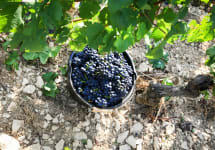 Domaine Roux Pere & Fils Winery Image