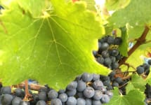 Chateau Les Grands Marechaux Marechaux Winery Image