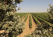 Pesquera Tinto Pesquera Vineyard Winery Image