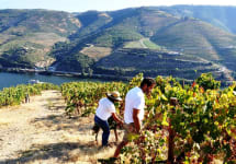 Macanita View of the Maçanita Vineyards in Douro Winery Image