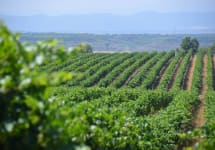 El Coto de Rioja Winery Image