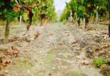 Chateau Les Gravettes Winery Image