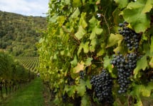 Inama Inama Carmenere Vineyards Winery Image