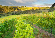 d'Arenberg Adelaide Hills Winery Image