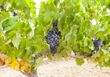Clos Dalian Winery Image
