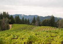 Edmeades Gianoli Vineyard Winery Image