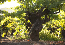 Seghesio Family Vineyards Old Vines Winery Image