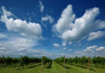 Lunetta Winery Image