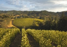 Merryvale Vineyards Schlatter Family Estate Vineyard Winery Image