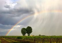 Fascino  Winery Image