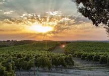 Biscaye Baie Biscaye Baie Vineyard View Winery Image