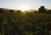 Nickel & Nickel Vaca Vista Vineyard, Oak Knoll District Winery Image