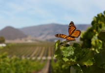 True Myth Paragon Vineyard Winery Image