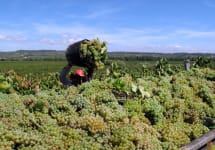 Caves Roger Goulart Roger Goulart Harvest Winery Image