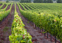 Landmark Vineyards Winery Image