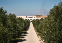 Tormaresca Bocca di Lupo Estate Winery Image