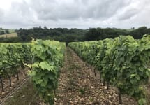 Vignobles Marie Maria Maria Maria Madiran Grévière Vines Winery Image