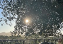 Heir Apparent Morning in Napa Valley Winery Image